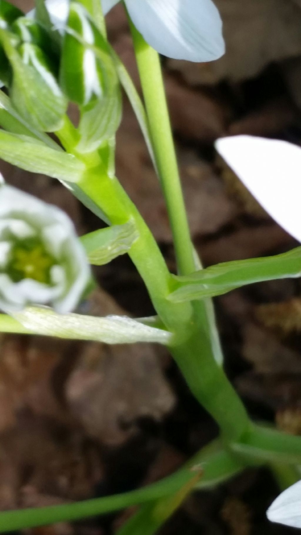 Ornithogalum sp. (Asparagaceae)